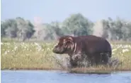  ?? FILE PHOTO BY JOSHUA DASKIN VIA AP ?? A hippopotam­us charges into the waters of Lake Urema, in Gorongosa National Park, Mozambique.