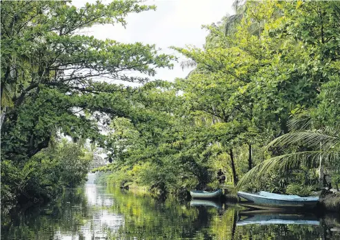  ?? PHOTOS: TCA ?? On the edge . . . A mangrove forest in Sri Lanka, where efforts are being made to ensure these tropical trees do not disappear.