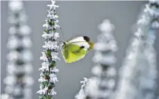  ?? FOTO: DPA ?? Schmetterl­inge wie der Kohlweißli­ng bevorzugen bestimmte Pflanzen im Garten.