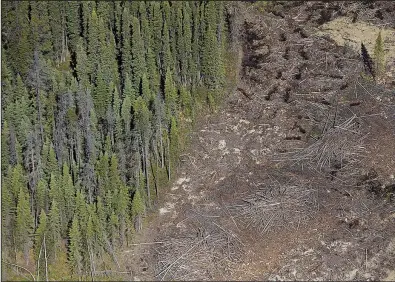  ?? Bloomberg/DAVID RYDER ?? A recently logged section of pine trees is seen in this aerial photograph taken earlier this year above a forest damaged by beetle infestatio­ns in Alberta, Canada.