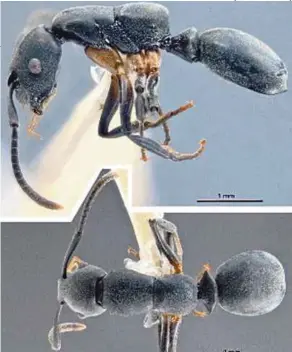  ?? [FOTO BERNAMA] ?? Sultan Ibrahim menamakan spesies semut Echinopla baharu yang ditemui UTHM sebagai 'Echinopla Tunku-abduljalil­ii'.