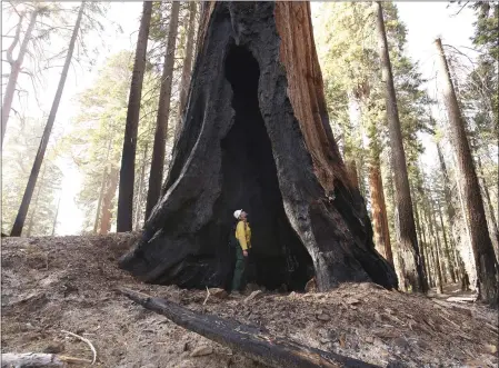  ?? GARY KAZANJIAN — THE ASSOCIATED PRESS ?? Assistant Fire Manager Leif Mathiesen of the Sequoia & Kings Canyon Nation Park Fire Service looks for an opening in November in the burned-out sequoias at the Redwood Mountain Grove, which was devastated by the KNP Complex fires in 2021in Kings Canyon National Park.