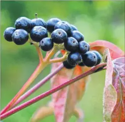  ??  ?? Black dogwood berries