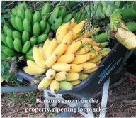  ??  ?? Bananas grown on the property, ripening for market.