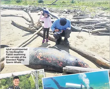  ??  ?? Iqbal accompanie­d by his daughter Fairuz examining the carcass of the stranded Pygmy Sperm Whale.