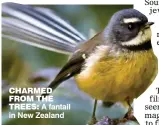  ??  ?? CHARMED FROM THE TREES: A fantail in New Zealand