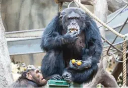  ?? FOTO: DYREPARKEN ?? JULIUSJUBI­LEUM: 2. juledag i 2019 fyller sjimpansen Julius 40 år. Dette vil også bli markert det kommende året.