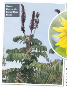  ??  ?? Weird: Diarmuid’s Melianthus major