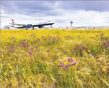  ?? Brian van der Brug Los Angeles Times ?? A BRITISH AIRWAYS JET lands at Los Angeles Internatio­nal Airport, where passengers got a window seat view of wildflower fields blooming between the runways. A similar bloom occurred there in the spring of 2019.