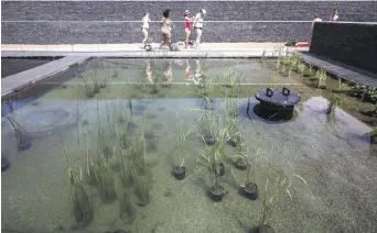  ?? – La Presse canadienne: Jason Franson ?? Dans la zone interdite à la baignade, la nature fait son travail et filtre l’eau de la piscine.