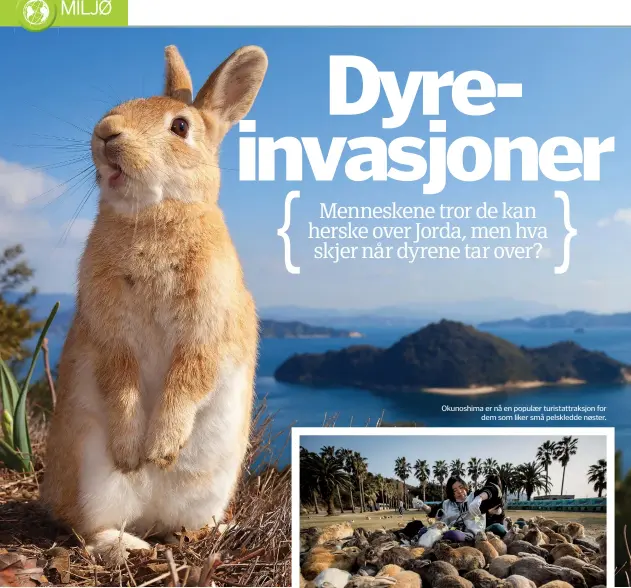  ??  ?? Okunoshima er nå en populær turistattr­aksjon for
dem som liker små pelskledde nøster.