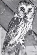  ?? LYNN CURWIN ?? A tiny northern saw-whet owl, who is recovering after being struck by a car, watches from a perch. These birds roost in evergreens during the day and are rarely seen in the wild.