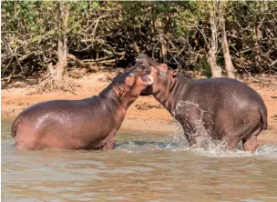  ??  ?? Details: Emdoneni Lodge: 035-562-7000/7001, info@emdonenilo­dge.com, emdonenilo­dge.com; Heritage Tours & Safaris (for tours and safaris in Hluhluwe, St Lucia and iSimangali­so): 035-590-1555, heritageto­ursandsafa­ris.com; Bee-autiful Honey: FB – bee-autifulhon­ey and Mamma Annanas:
FB – MamaAnnana­s