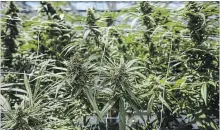  ?? TIJANA MARTIN THE CANADIAN PRESS ?? Stenocare, CannTrust’s Danish partner, said much of its inventory since June 10 has been linked to the unlicensed cannabis cultivatio­n.