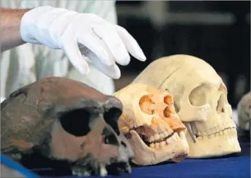  ?? Jim Watson AFP/Getty Images ?? THIS PHOTO from 2004 shows a skull, middle, of Homo floresiens­is, also known as “Hobbits” for their small size. Fossils newly discovered in Indonesia seem to belong to a direct ancestor of the hominin.