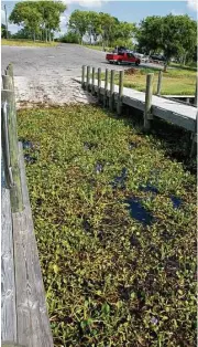  ?? Shannon Tompkins / Houston Chronicle ?? Hard freezes that hit Texas over the past weeks are expected to kill some of the invasive aquatic vegetation such as the water hyacinth clogging a Chambers County boat ramp, aiding the state’s efforts to attack invasives damaging state inland fisheries.