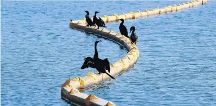  ?? RED HUBER/STAFF PHOTOGRAPH­ER ?? Water fowl find a floating boom barrier to perch on at Lake Ivanhoe. The barrier is being used for the I-4 Ultimate Improvemen­t Project.