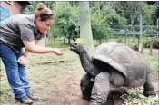  ?? PICTURE MOTSHWARI MOFOKENG ?? Mitchell park Zoo curator, Joanne Marais, greets Admiral on his 105th birthday.