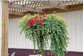  ?? ?? Hanging baskets may need watered often during a hot summer.