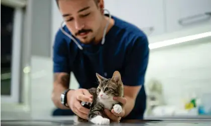  ?? ?? Kind, patient, clever and caring … vets. Photograph: ilkermetin­kursova/Getty Images