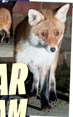  ??  ?? Grub’s up: Sam the fox tucks into ice cream and raw chicken at the Jenkins’s home