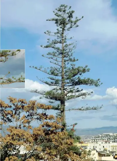  ?? (Foto Ansa) ?? Al lavoro Roberto Frau, 60 anni, sull’araucaria e, in alto, con Bonaria Congiu, 89 anni