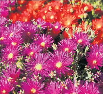  ?? Glenn Koenig Los Angeles Times ?? DROUGHT-TOLERANT ice plant grows in the yard of a Burbank home in March. Recent drought laws change the rules but do not deprive an associatio­n of its power to reasonably regulate the landscape.