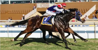  ??  ?? NUMBER SIX. Rio De La Plata will be looking to score his sixth career victory when he runs in Race 5 at Scottsvill­e on Sunday. His chances are improved by apprentice Ferraris’ 2.5kg claim.