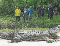  ??  ?? 卡迪瑪哈農園昨早發現­兩只 米長鱷魚，之后被捕捉放生。