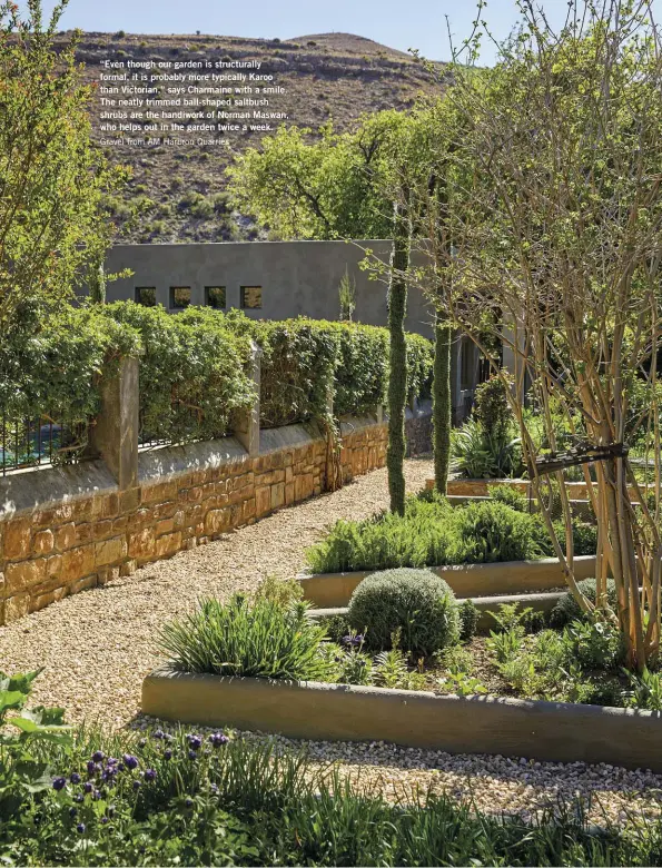  ??  ?? “Even though our garden is structural­ly formal, it is probably more typically Karoo than Victorian,” says Charmaine with a smile. The neatly trimmed ball-shaped saltbush shrubs are the handiwork of Norman Maswan, who helps out in the garden twice a week. Gravel from AM Harbron Quarries