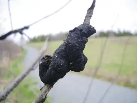  ?? ?? Black knot is a fungal infection that can damage tree branches and stunt growth.