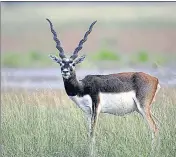  ?? FOR REPRESENTA­TION PURPOSE ?? Black buck