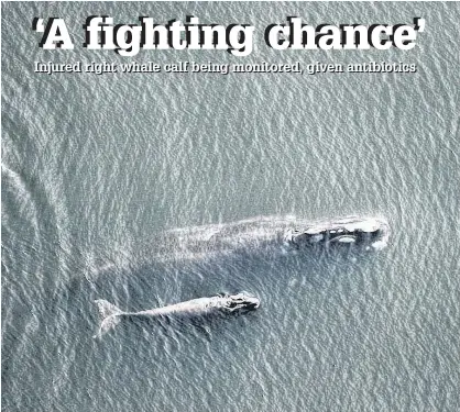  ?? CONTRIBUTE­D/FLORIDA FISH AND WILDLIFE COMMISSION UNDER NOAA PERMIT 18786-04 ?? Right whale mother Derecha swims with her injured calf.