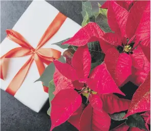  ??  ?? Christmas wouldn't be Christmas without a poinsettia.