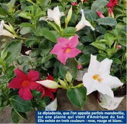  ??  ?? Le dipladenia, que l’on appelle parfois mandevilla, est une plante qui vient d’Amérique du Sud. Elle existe en trois couleurs : rose, rouge et blanc.