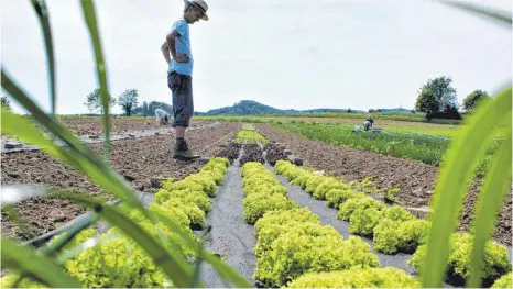  ?? FOTO: BARBARA SOHLER ?? Gärtner Stefan Grundner inspiziert die Schwachzeh­rer, nämlich die Salatpflan­zen.