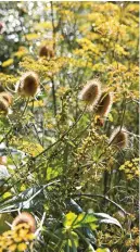  ?? ?? Teasel seedheads are enjoyed by birds such as goldfinche­s