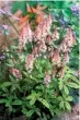  ??  ?? Left to right: Spears of starry tiarella, or foam flower; lofty Alcea rosea in a cottage garden; soft-yellow Alcea rugosa; tending to tomatoes under glass; a bee gets to grips with a pollenheav­y privet flower.