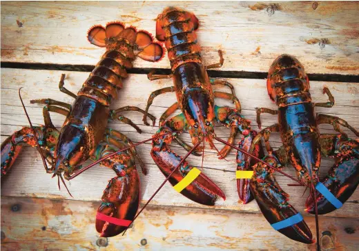  ??  ?? These delicious creatures are at the heart of the dispute over Machias Seal Island.