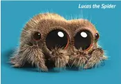  ??  ?? Lucas the Spider