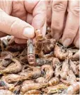  ?? Foto: dpa ?? Früher wurden Krabben in Heimarbeit gepult, heute in Marokko.