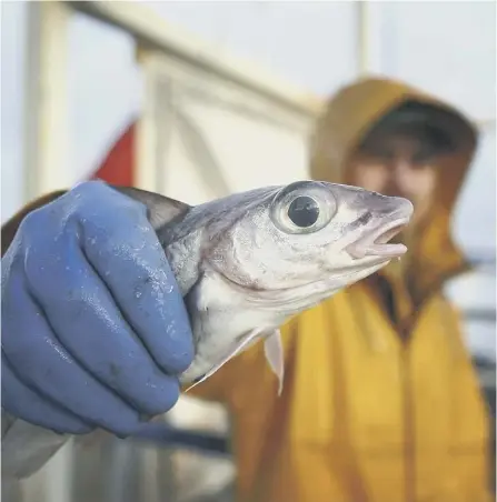  ?? PICTURE: GETTY ?? 0 A haddock caught by the trawler Carina in the Atlantic about 70 miles off Scotland’s north coast