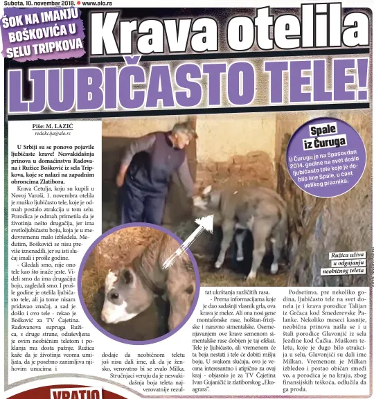  ??  ?? Ružica uživa u odgajanju neobičnog teleta