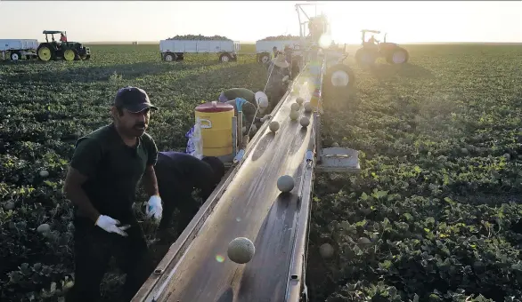  ?? PHOTOS: MARCIO JOSE SANCHEZ/AP ?? Farm workers pick melons in Huron, Calif., a community ravaged by automation in the industry with about 40 per cent of residents living in poverty.