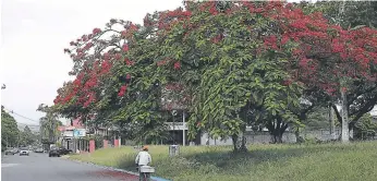  ??  ?? MANTENIMIE­NTO. El parque está lleno de maleza, y las bancas, inutilizab­les.