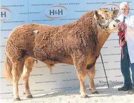  ?? Picture: Wayne Hutchison. ?? Ampertaine Mozart, from Northern Irish breeder James McKay of Maghera, Co Derry, was knocked down at the Carlisle sale for 100,000gns.