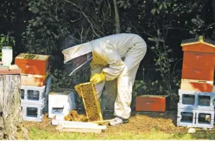  ?? COURTESY PHOTO ?? Art DeVore checks on the hives that have begun producing honey for Valley Green Naturals products.