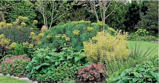  ?? ?? Euphorbias held pride of place in The Blue House garden in Amberley.