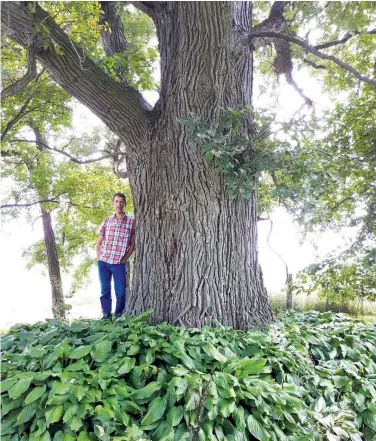  ?? ERIC DAVIES ?? Eric Davies, with one of the largest remaining bur oaks in southweste­rn Ontario’s Bruce County.