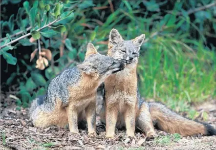  ?? Chuck Graham Associated Press ?? A PAIR OF ISLAND FOXES in Channel Islands National Park. The diminutive foxes that roam San Miguel, Santa Rosa and Santa Cruz islands were placed on the federal endangered species list in 2004 after their population­s were nearly wiped out by golden...